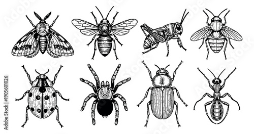 Hand drawn line art insect set featuring various bugs and an arachnid for nature and educational projects
