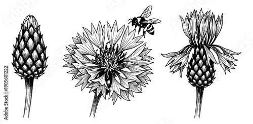 Hand drawn line art botanical set featuring cornflowers and a bee for nature designs