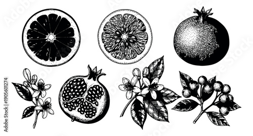 Hand drawn line art botanical set featuring pomegranates, citrus slices, blossoms, and berries for natural product designs