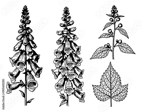 Hand drawn line art botanical illustration set featuring foxglove flowers and herb leaves for garden and nature designs