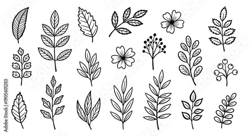 Hand drawn botanical elements set featuring leaves, branches, flowers and berries for natural design