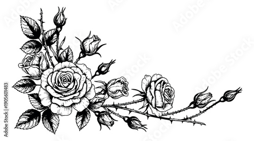 Hand drawn line art illustration of roses and rosebuds depicting an elegant corner floral design for wedding invitations