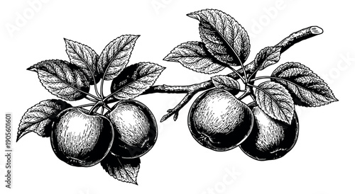 Hand drawn line art apple branches set featuring fruits and leaves for nature and healthy eating