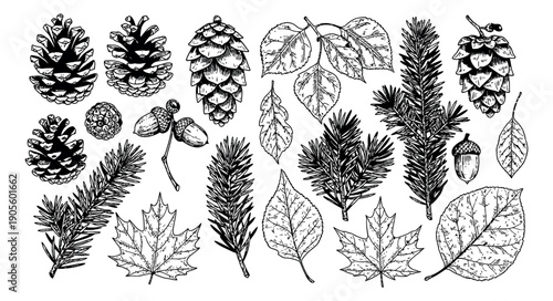 Hand drawn line art autumn nature elements set featuring pine cones, acorns, and various fall leaves for seasonal design projects