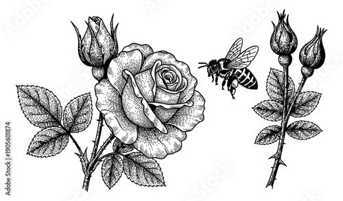 Vintage engraving style line art floral set featuring roses and a bee for nature and spring designs