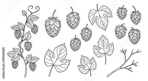 Hand drawn line art hop elements set featuring cones, leaves, and vine for brewing and botanical designs
