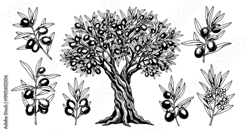 Hand drawn line art olive botanical set featuring an olive tree and branches for natural food and Mediterranean design