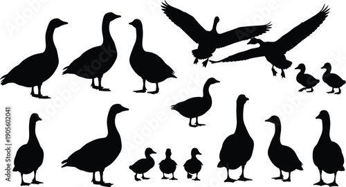 Black silhouette vector illustration of geese in diverse poses including standing, walking, flying, and goslings for wildlife, nature, educational, and design themes