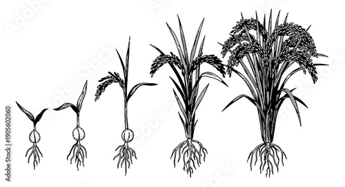Hand drawn line art rice plant set featuring various growth stages for agricultural education