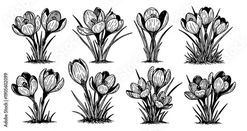 Hand drawn line art crocus flower set featuring blooming crocus flowers for spring and floral designs
