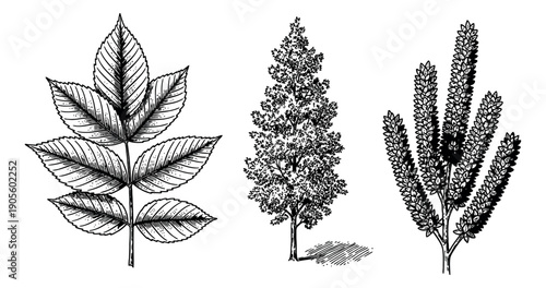Hand drawn line art botanical elements set featuring a tree, a leafy branch, and a flowering plant for natural themed designs