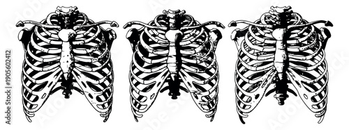 Vintage hand drawn anatomy set featuring human rib cages for medical education and Halloween designs