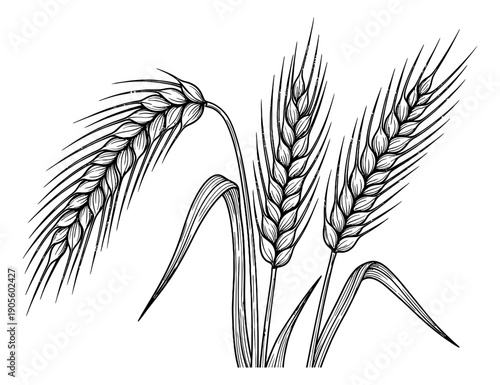 Line art wheat set featuring three ripe grain stalks for agriculture and food