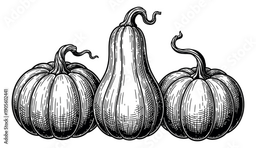Engraved line art pumpkin and gourd set featuring three distinct autumn vegetables for harvest festival designs