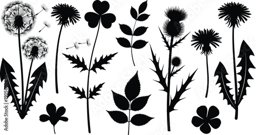 Black silhouette vector illustration of plants including dandelions, thistles, clovers, and leafy species for botanical, educational, decorative, and artistic design purposes