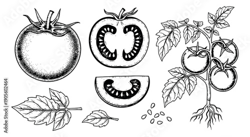 Hand drawn line art tomato set featuring whole, sliced, and plant elements for food packaging design