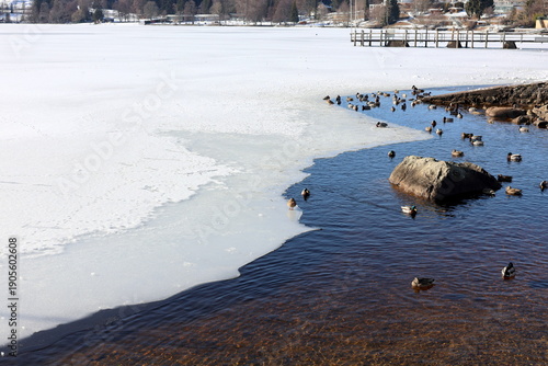 Ententreffen am Ufer des vereisten Titisees