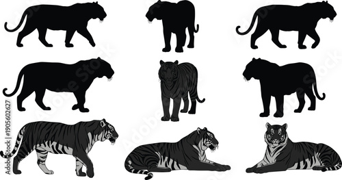 Black silhouette vector illustration of tigers in standing, walking, lying, and sitting poses with artistic detail for wildlife, anatomy, and design themes