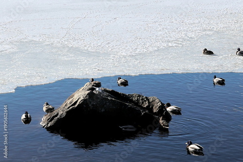 Ententreffen am Ufer des vereisten Titisees