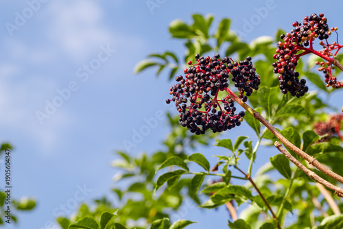 The berries of the black elderberry Sambucus nigra are depicted with green leaves. It is commonly called elderberry, black elderberry, or European elderberry