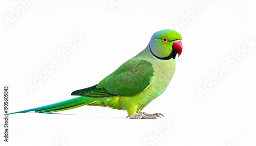 Wallpaper Mural Parrot and Lotus: A Harmony of Color Torontodigital.ca