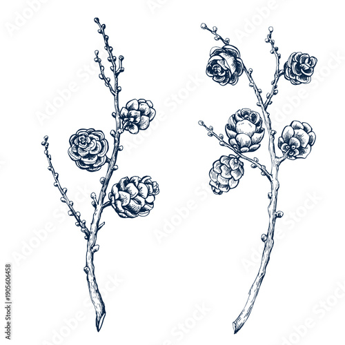 Larch wreath, cone without needles set. Botanical hand drawn Isolated vector illustration. Larch twig sketch template for card design Christmas invitation, holiday decor. Engraving style collection