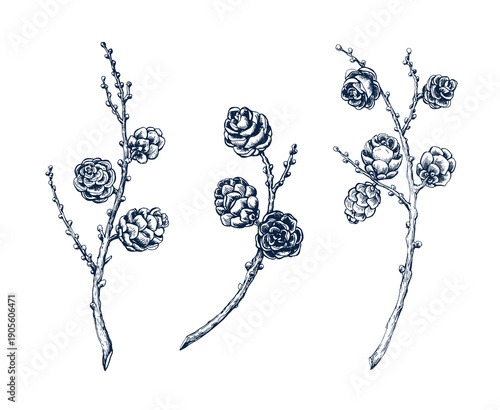 Larch wreath, cone without needles set. Botanical hand drawn Isolated vector illustration. Larch twig sketch template for card design Christmas invitation, holiday decor. Engraving style collection