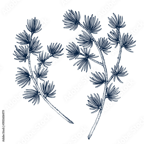 Larch wreath with cone set. Botanical hand drawn Isolated vector illustration. Larch twig sketch template for card design Christmas invitation, poster, party, holiday decor. Engraving style banner 