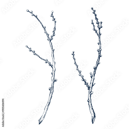 Twig wreath leafless. Botanical hand drawn Isolated vector illustration. Tree dry branch sketch template for card design Christmas invitation, poster, holiday decor. Engraving style