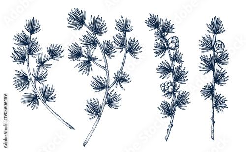 Larch wreath with cone set. Botanical hand drawn Isolated vector illustration. Larch twig sketch template for card design Christmas invitation, poster, party, holiday decor. Engraving style banner 
