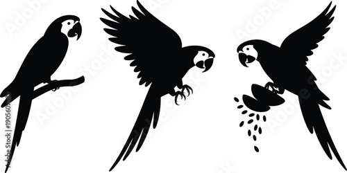 Black macaws silhouettes set, parrot sitting on branch, flying macaw bird, exotic tropical parrots eating seeds, isolated vector on white background.