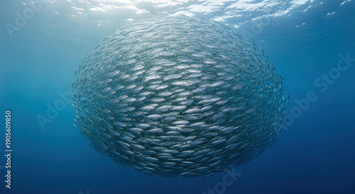 School of Fish Sphere Underwater