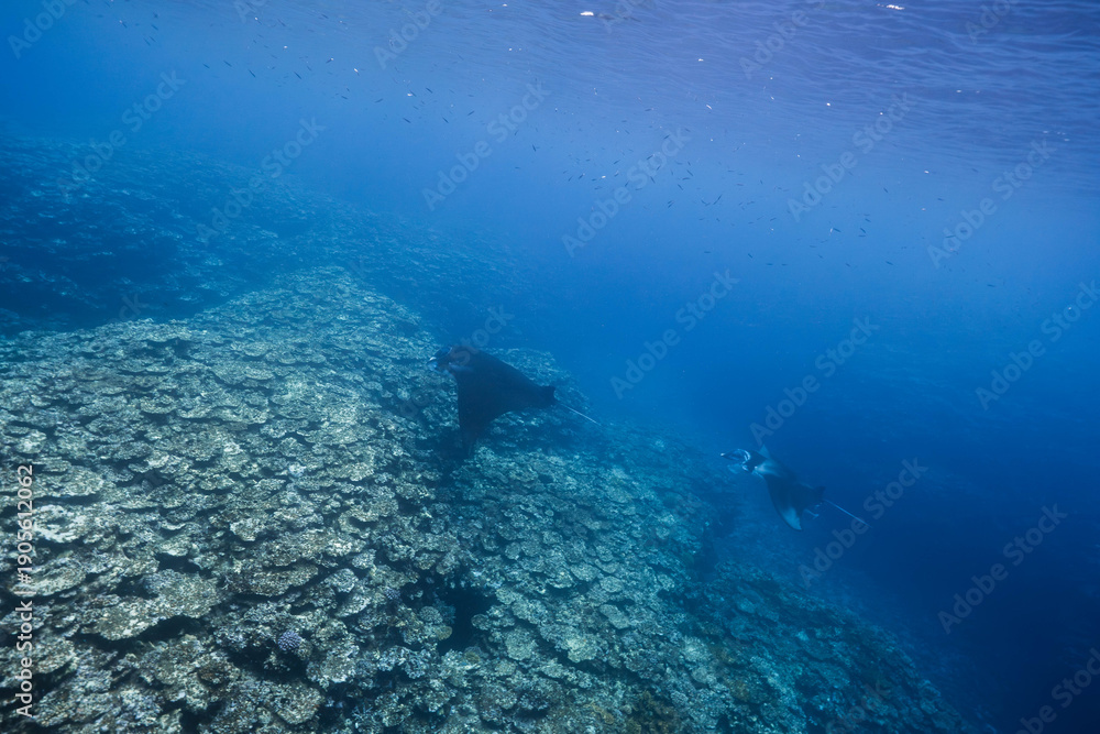 Fototapeta premium Manta rays gliding over coral reef