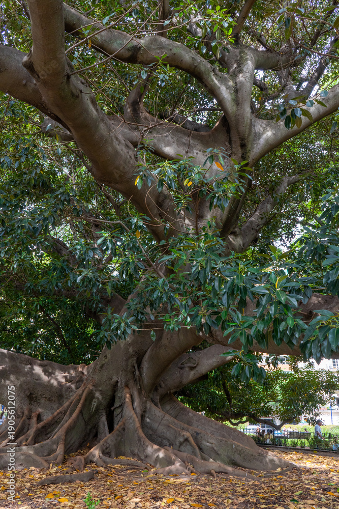 Fototapeta premium tree in the park