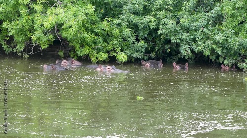 A large pod of common hippopotamuses (Hippopotamus amphibius) gathered and wallowing in the calm waters of Lake Mburo National Park, Uganda