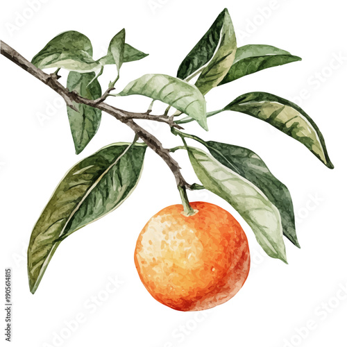 High-resolution watercolor painting vector of Mandarin On A Tree Branch, isolated on a white background.