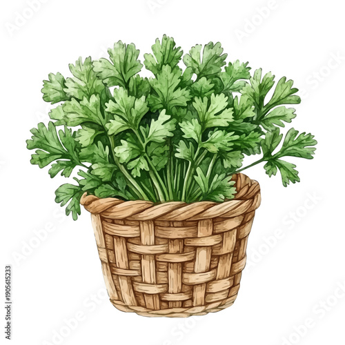 Parsley Flower Basket, detailed watercolor clipart vector, isolated on a pure white background.