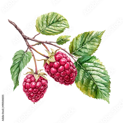 Watercolor vector illustration of Raspberry On A Tree Branch, isolated on a white background.