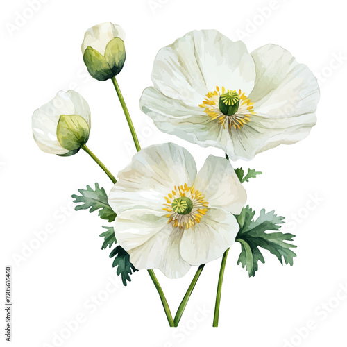 Water Poppy, detailed watercolor clipart vector, isolated on a pure white background.