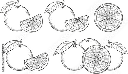 Fresh citrus fruit line art collection featuring whole oranges with leaves, half slices, and round cross-sections for healthy food design.
