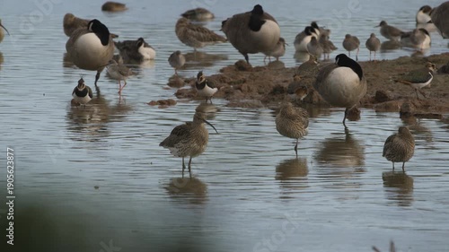 Eurasian Curlew, Numenius arquata, birds on marshes