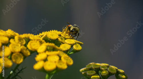 A close-up of a bee collecting pollen on bright yellow wildflowers, captured in natural light with a soft blurred background.