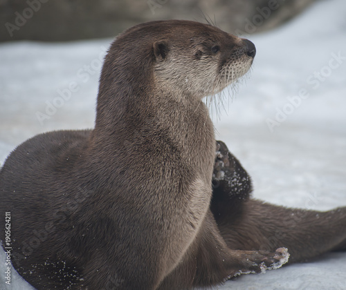 Side-profile portrait of an otter resting in a zoo enclosure, showing sleek brown fur, whiskers, and an alert upward gaze.