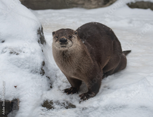 An otter in a zoo enclosure stands on snow and looks directly at the camera, with whiskers and sleek dark fur dusted by winter flakes