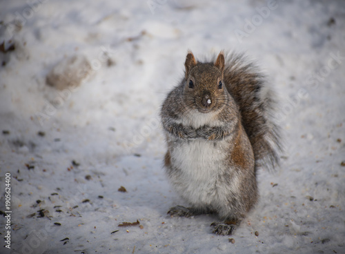A wild squirrel stands upright on snowy ground, facing the camera with an alert expression and fluffy winter fur. 