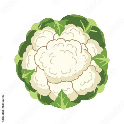 Fresh Cauliflower Illustration