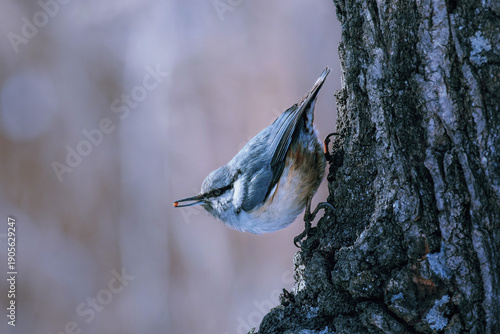 Eurasian Nuthatch Perched on Tree Trunk with Seed in Beak, Winter Wildlife Close-Up