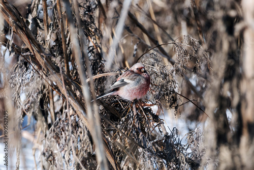 Long-tailed Rosefinch Male Perched in Winter Reeds with Seed in Beak, Siberian Finch Wildlife