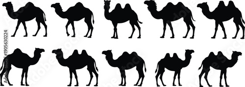 Black camel silhouette icon set with various poses, desert animal shapes collection for travel, wildlife, caravan design use