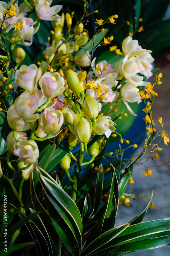 Obraz premium A close-up view of vibrant orchid flowers in various stages of bloom, surrounded by lush green leaves and bright yellow accents. The flowers exhibit delicate petals in shades of white and pale yellow,